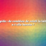 Réponse rapide : de combien de soleil la laitue romaine a-t-elle besoin ?